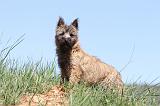 CAIRN TERRIER 301
